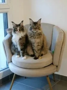 Un chat dépecé et empalé dans le Var : quand la faiblesse de l’État et des politiques migratoires met nos vies en danger