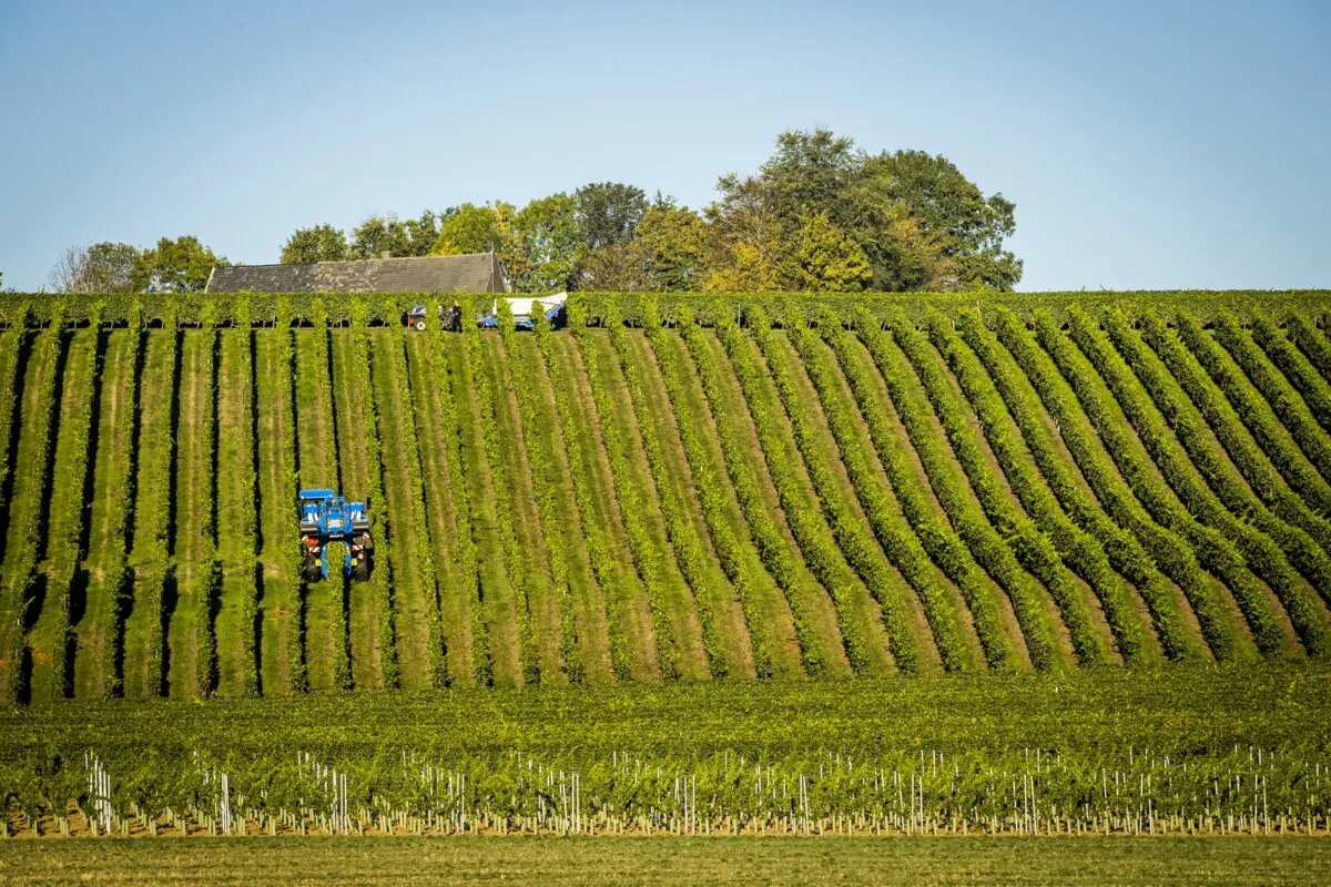 La viticulture néerlandaise profite de la chaleur, « mais il ne faut pas que ça atteigne 40 degrés »