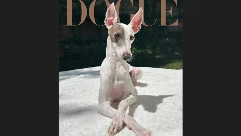 Le magazine Vogue a désigné le chien le plus élégant de 2026 — un exemple de l'obsession occidentale du style
